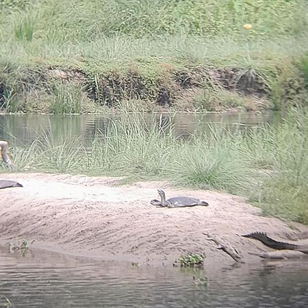 Hotel Crocodile Safari Camp Chitwan Zewnętrze zdjęcie