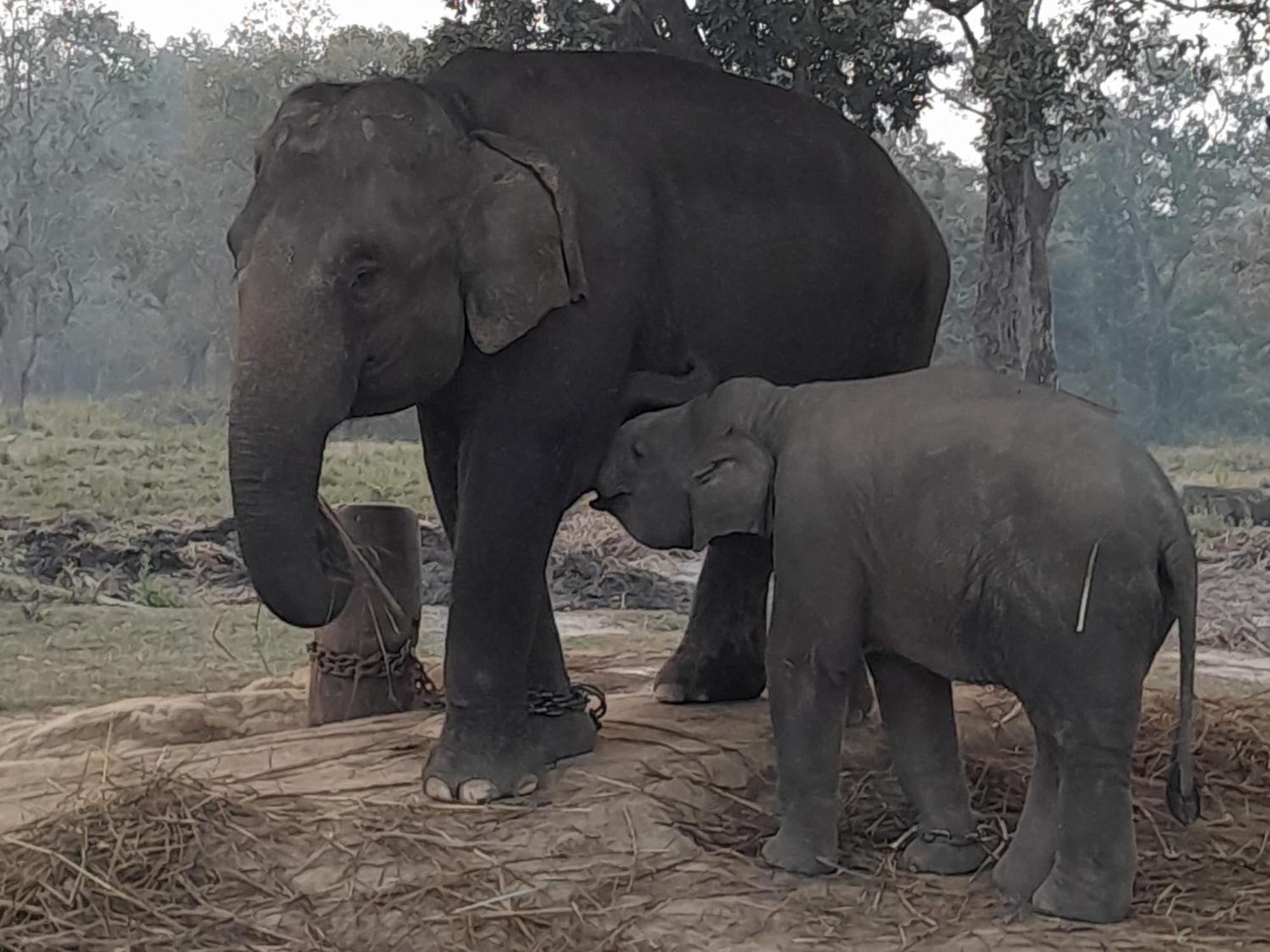 Hotel Crocodile Safari Camp Chitwan Zewnętrze zdjęcie