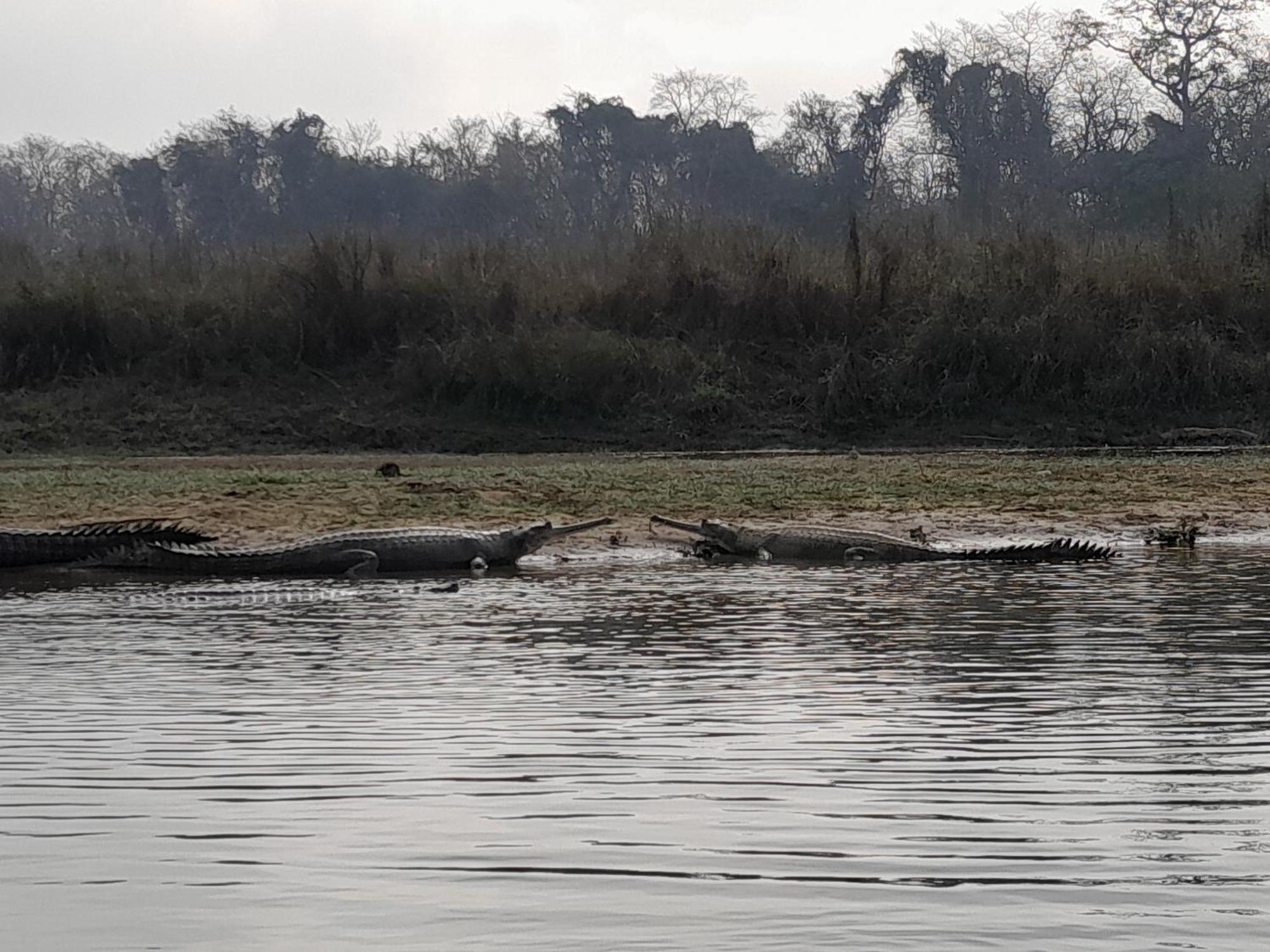 Hotel Crocodile Safari Camp Chitwan Zewnętrze zdjęcie