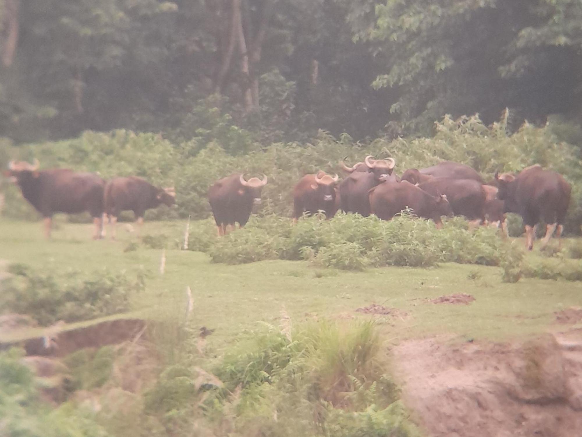 Hotel Crocodile Safari Camp Chitwan Pokój zdjęcie