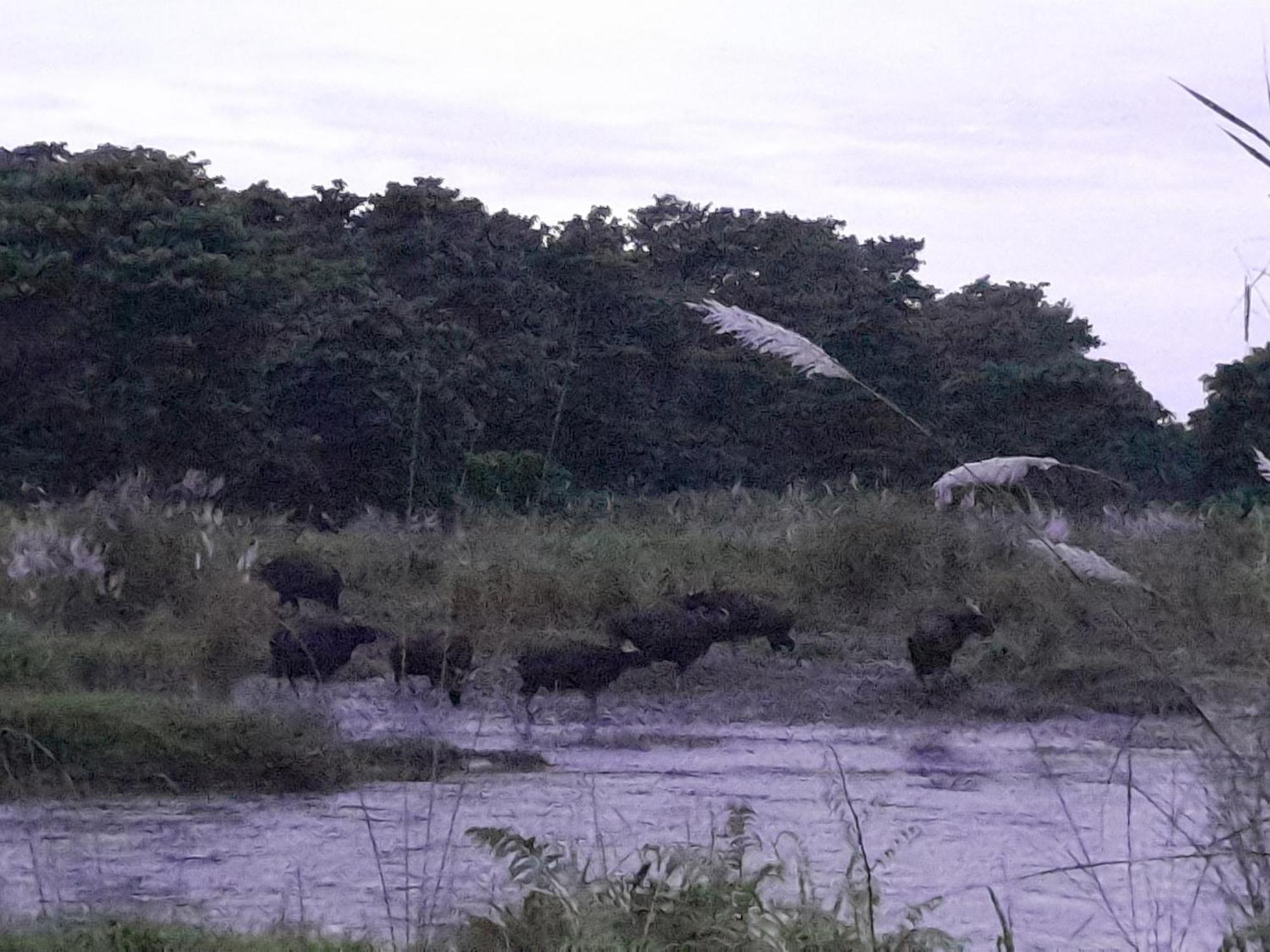 Hotel Crocodile Safari Camp Chitwan Zewnętrze zdjęcie