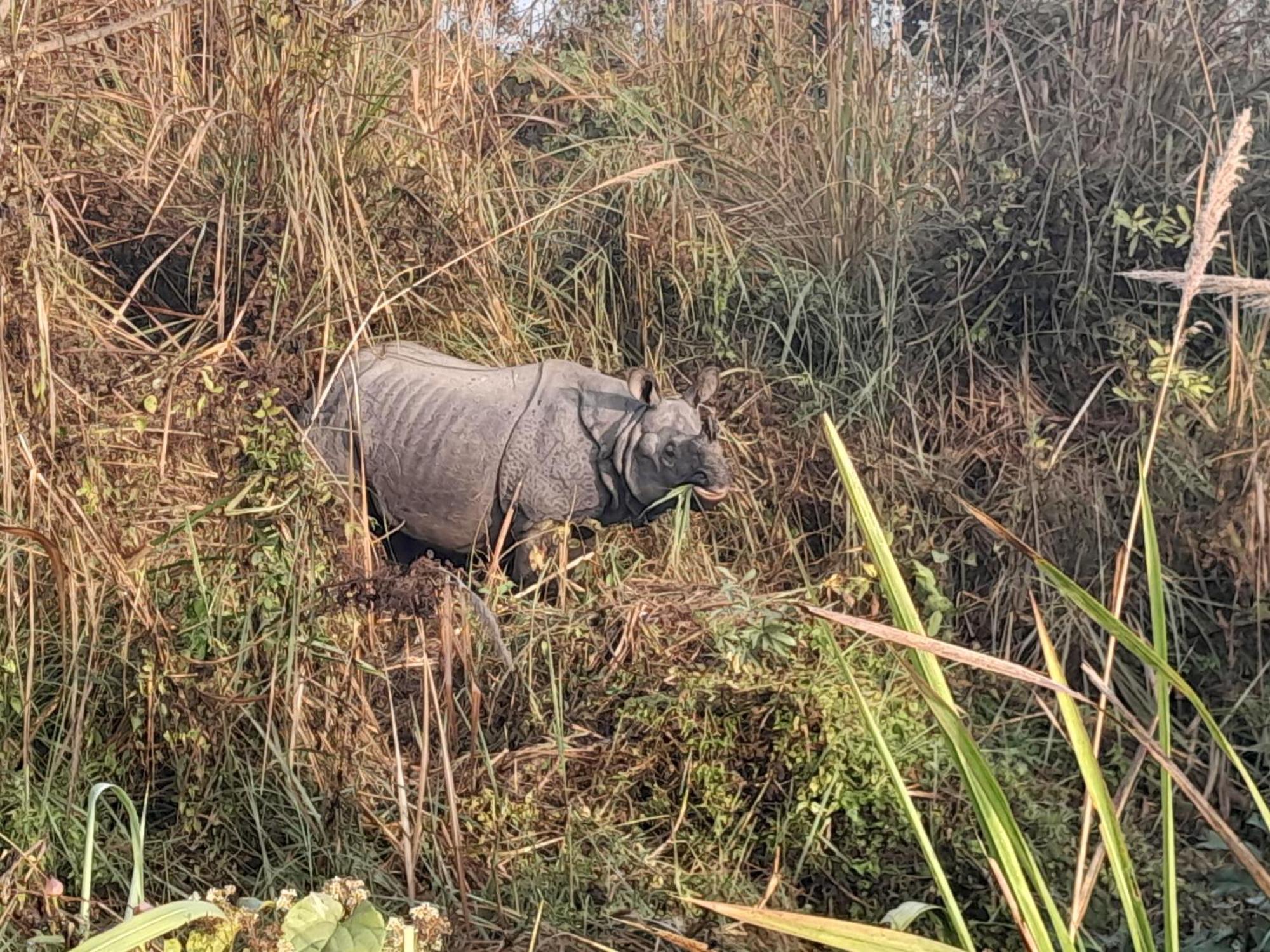 Hotel Crocodile Safari Camp Chitwan Pokój zdjęcie