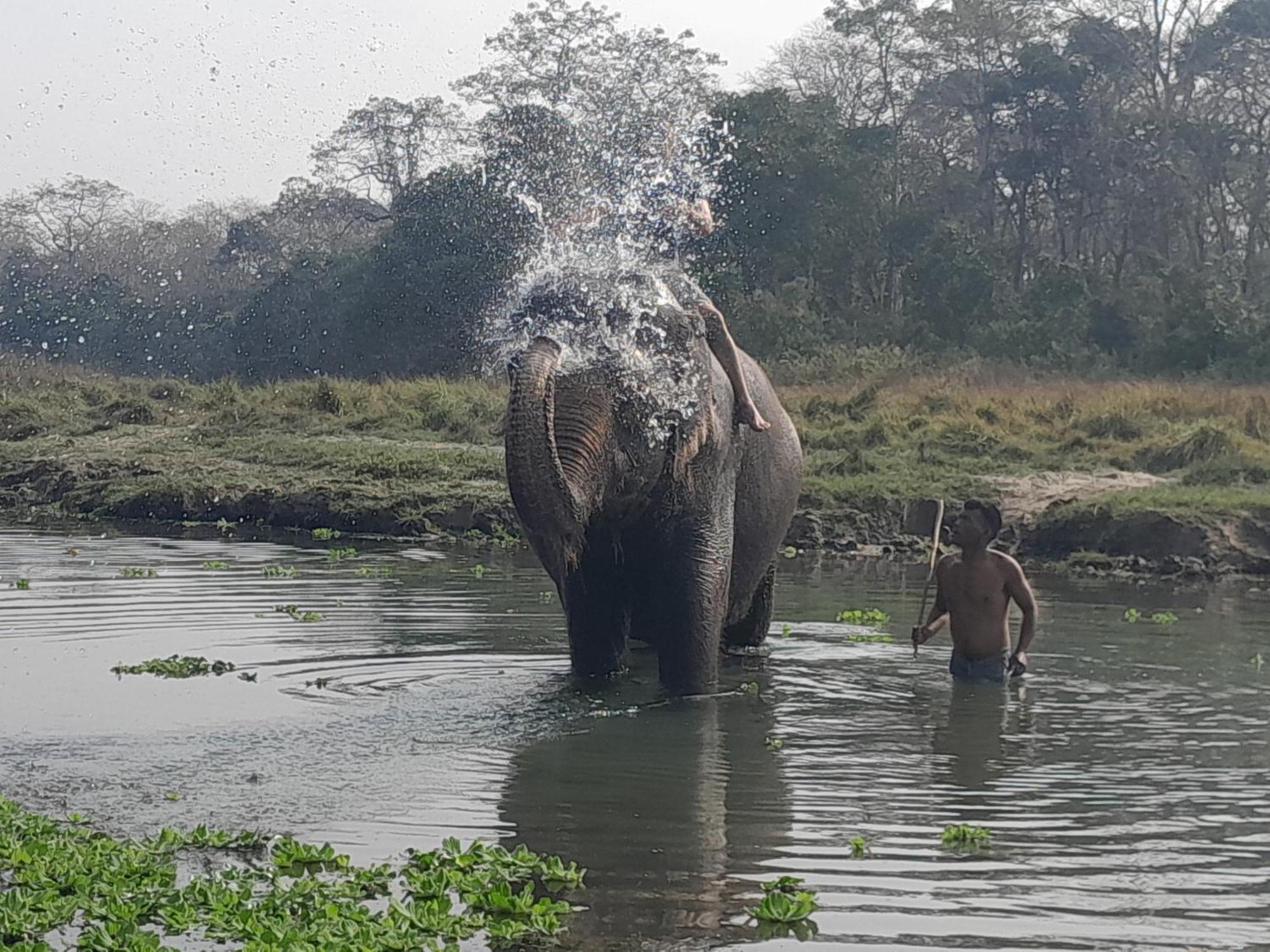 Hotel Crocodile Safari Camp Chitwan Pokój zdjęcie