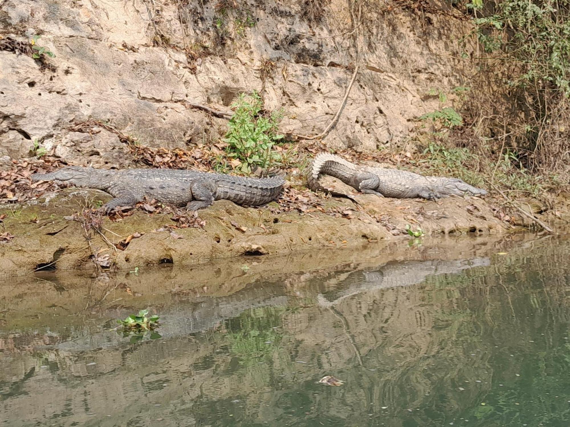 Hotel Crocodile Safari Camp Chitwan Zewnętrze zdjęcie