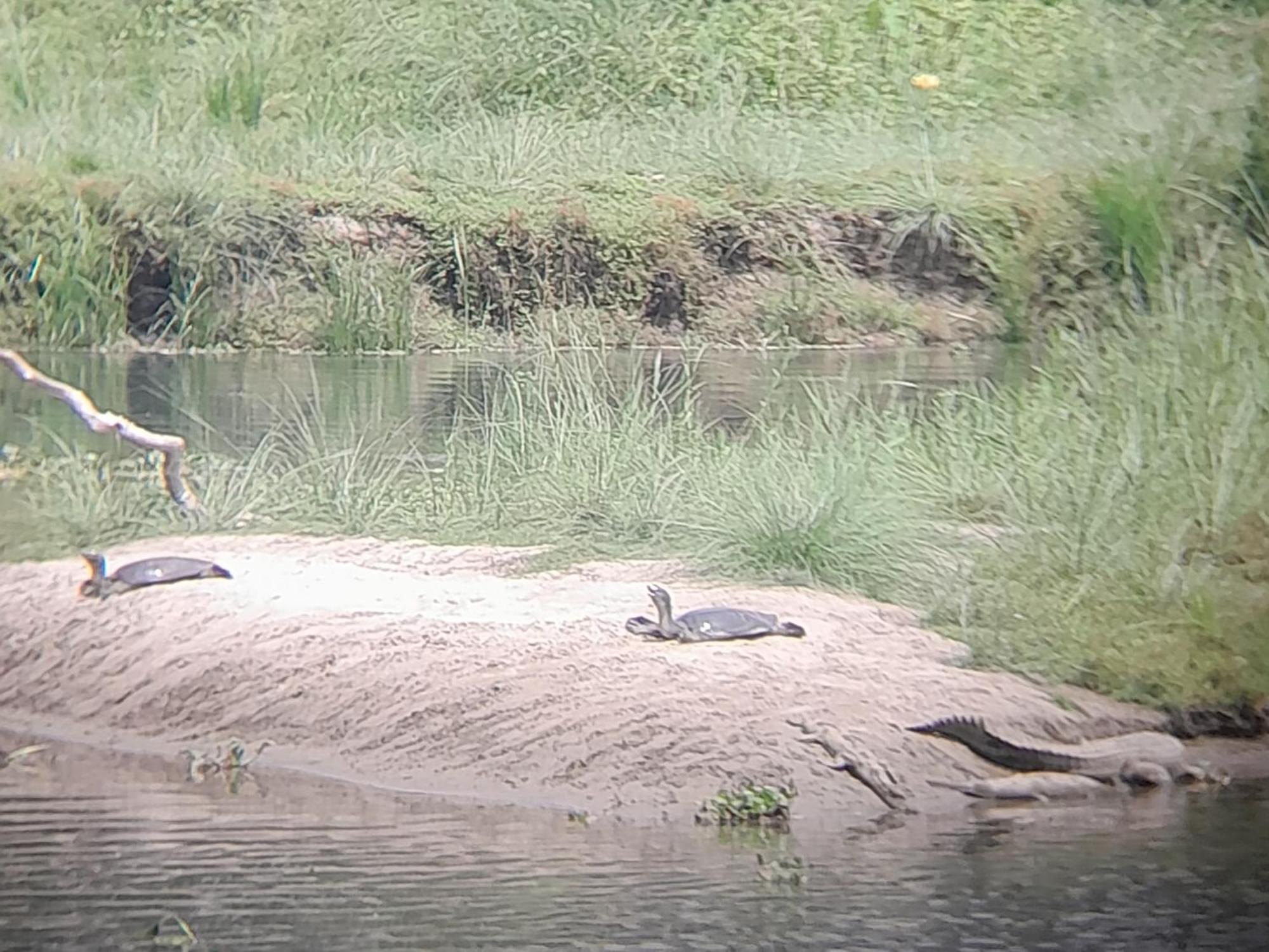 Hotel Crocodile Safari Camp Chitwan Zewnętrze zdjęcie