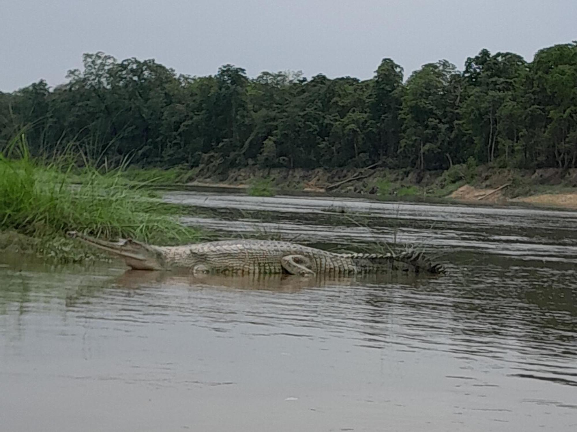 Hotel Crocodile Safari Camp Chitwan Zewnętrze zdjęcie